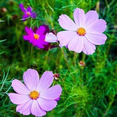 皇图草花手游下载